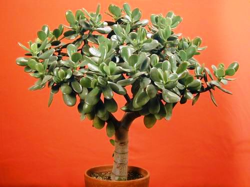 Crassula Ovata